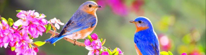 Bild  blauer Hintergrund